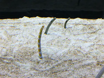 すみだ水族館に投稿された画像（2021/12/12）