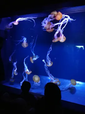 すみだ水族館に投稿された画像（2021/12/12）