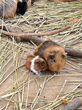 しろとり動物園に投稿された画像（2021/12/12）