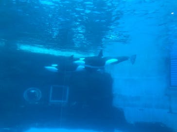 名古屋港水族館に投稿された画像（2021/12/12）