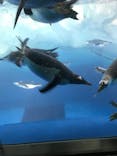 名古屋港水族館に投稿された画像（2021/12/12）