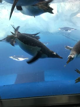 名古屋港水族館に投稿された画像（2021/12/12）
