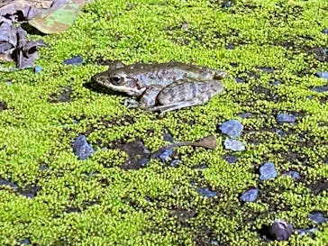 マングローブ茶屋に投稿された画像（2021/12/12）