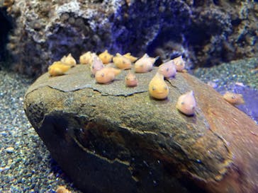 新江ノ島水族館に投稿された画像（2021/12/12）