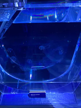 すみだ水族館に投稿された画像（2021/12/12）