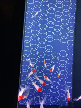 すみだ水族館に投稿された画像（2021/12/12）