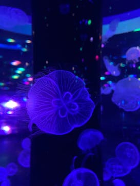 マクセル アクアパーク品川に投稿された画像（2021/12/12）