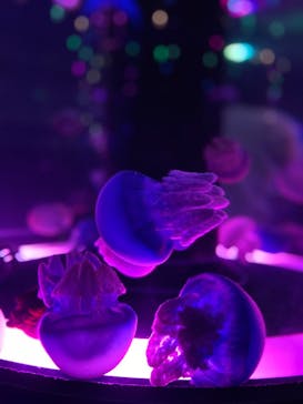 マクセル アクアパーク品川に投稿された画像（2021/12/12）