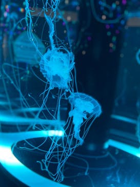 マクセル アクアパーク品川に投稿された画像（2021/12/12）