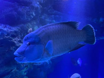 マクセル アクアパーク品川に投稿された画像（2021/12/12）