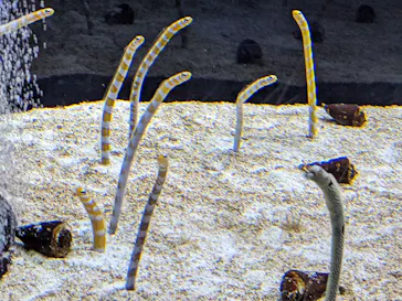 すみだ水族館に投稿された画像（2021/12/12）