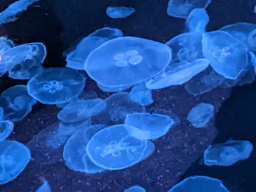 すみだ水族館に投稿された画像（2021/12/12）