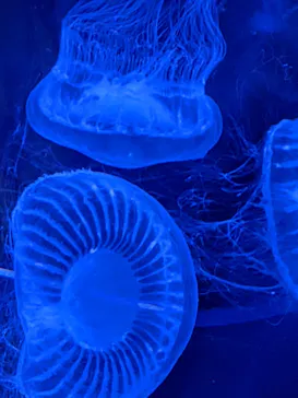 すみだ水族館に投稿された画像（2021/12/12）