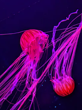 すみだ水族館に投稿された画像（2021/12/12）