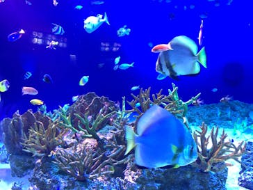 新江ノ島水族館に投稿された画像（2021/12/12）