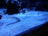すみだ水族館に投稿された画像（2021/12/12）