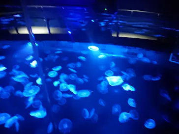 すみだ水族館に投稿された画像（2021/12/12）