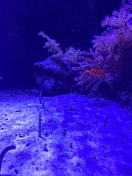 マクセル アクアパーク品川に投稿された画像（2021/12/12）