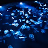 すみだ水族館に投稿された画像（2021/12/12）