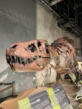 ティラノサウルス展 ～Ｔ. rex 驚異の肉食恐竜～（名古屋市科学館）に投稿された画像（2021/12/12）