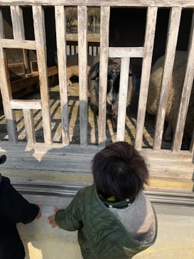 淡路ファームパーク イングランドの丘に投稿された画像（2021/12/12）