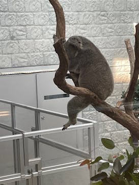 淡路ファームパーク イングランドの丘に投稿された画像（2021/12/12）