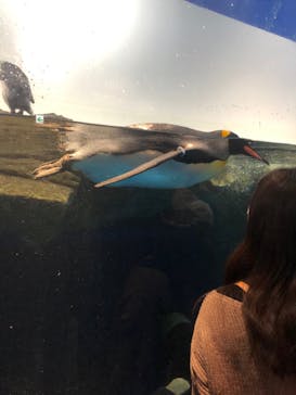 マクセル アクアパーク品川に投稿された画像（2021/12/12）