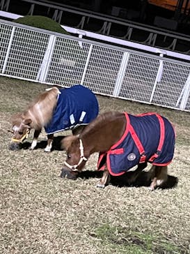 東京メガイルミに投稿された画像（2021/12/12）