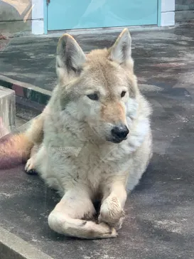 天王寺動物園に投稿された画像（2021/12/12）