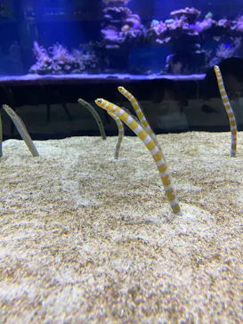 すみだ水族館に投稿された画像（2021/12/12）