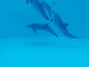 名古屋港水族館に投稿された画像（2021/12/12）