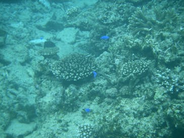 石垣島 ADVENTURE PiPi（イシガキジマアドベンチャーピピ）に投稿された画像（2021/12/12）