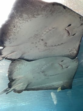 新江ノ島水族館に投稿された画像（2021/12/12）