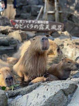 伊豆シャボテン動物公園に投稿された画像（2021/12/12）