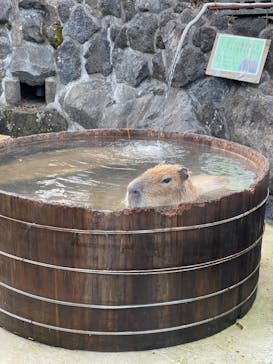 伊豆シャボテン動物公園に投稿された画像（2021/12/12）
