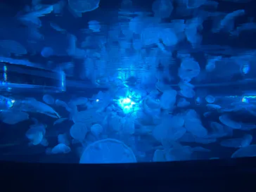 すみだ水族館に投稿された画像（2021/12/12）