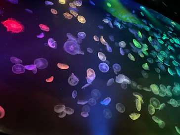 すみだ水族館に投稿された画像（2021/12/12）