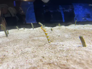 すみだ水族館に投稿された画像（2021/12/12）