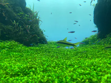 すみだ水族館に投稿された画像（2021/12/12）