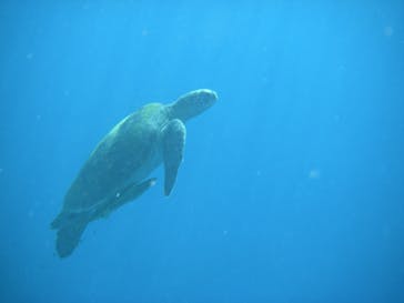 南ぬ島DIVESITEに投稿された画像（2021/12/12）