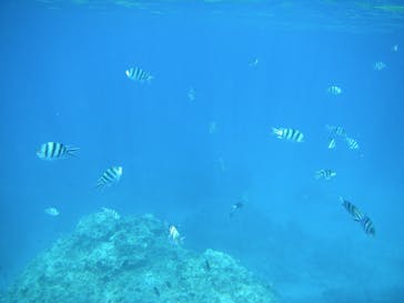 南ぬ島DIVESITEに投稿された画像（2021/12/12）