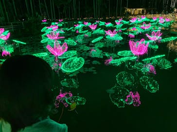 美らヤシパークオキナワ・東南植物楽園に投稿された画像（2021/12/12）