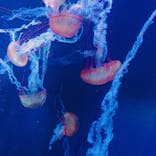 すみだ水族館に投稿された画像（2021/12/13）