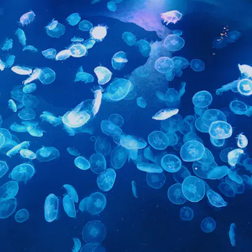 すみだ水族館に投稿された画像（2021/12/12）