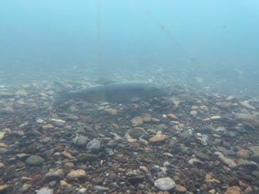 サケのふるさと 千歳水族館に投稿された画像（2021/12/12）