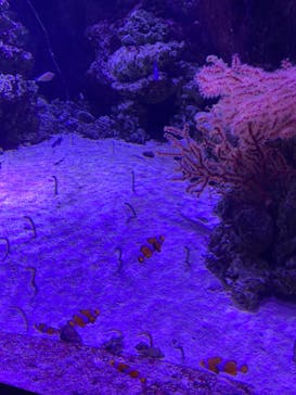 マクセル アクアパーク品川に投稿された画像（2021/12/12）