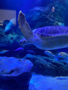 マクセル アクアパーク品川に投稿された画像（2021/12/12）