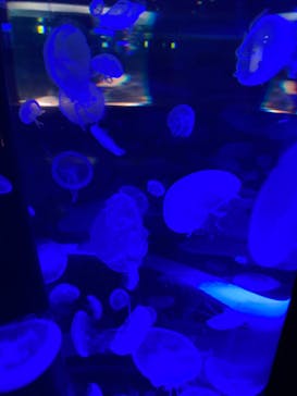 マクセル アクアパーク品川に投稿された画像（2021/12/12）