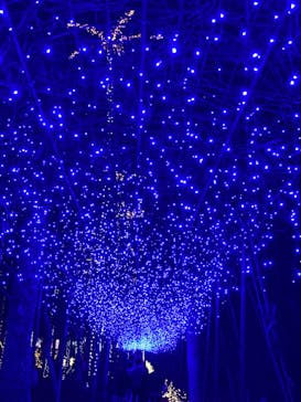 美らヤシパークオキナワ・東南植物楽園に投稿された画像（2021/12/12）