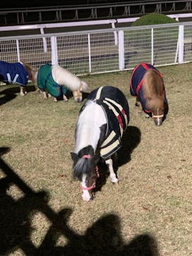 東京メガイルミに投稿された画像（2021/12/12）